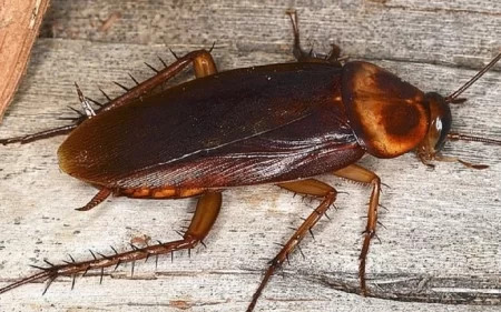 2 gian shutterstock CMAR