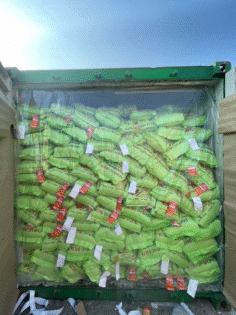 Dịch Vụ Khử Trùng Container Xuất Khẩu Chuyên Nghiệp 3 image011 e1761465731766